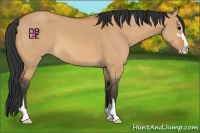 Horse Color:Bay Dun Sabino 