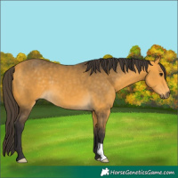 Horse Color:Buckskin 