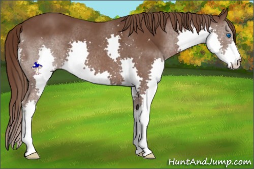 Horse Color:Liver Chestnut Splash 