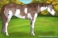 Horse Color:Liver Chestnut Splash 