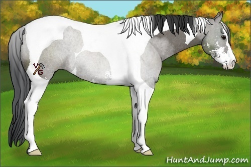 Horse Color:Grullo Sabino Tobiano Rabicano