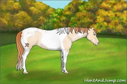 Horse Color:Buckskin Pearl Dun Tobiano Appaloosa
