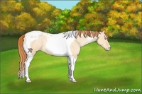 Horse Color:Buckskin Pearl Dun Tobiano Appaloosa 