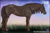 Horse Color:Liver Chestnut