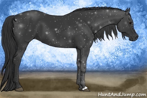 Horse Color:Black and Black