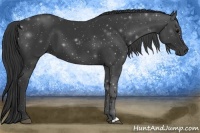 Horse Color:Black  and Black 