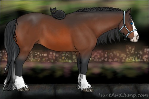 Horse Color:Bay Splash 