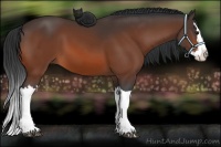 Horse Color:Bay Splash 