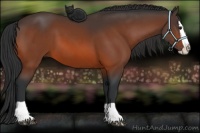 Horse Color:Bay Splash 