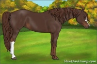 Horse Color:Liver Chestnut