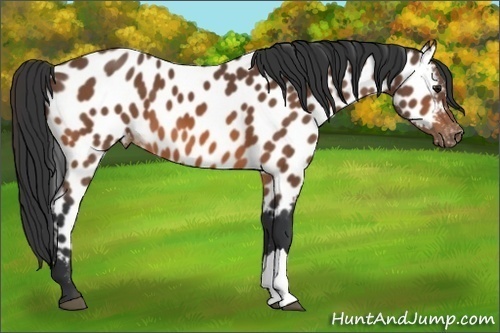 Horse Color:Bay Near Leopard 