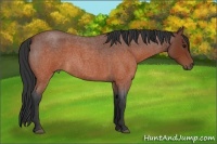 Horse Color:Brown Roan
