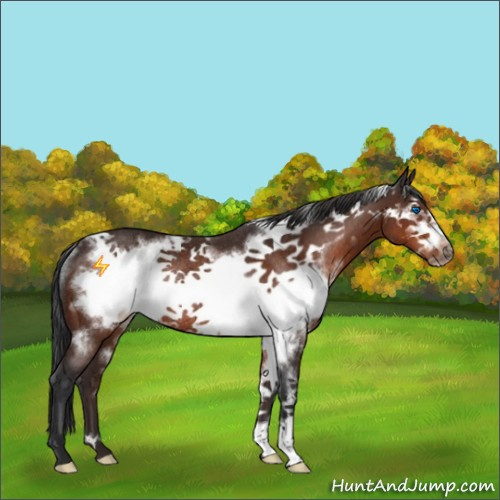 Horse Color:White Spotted Brown Frame Rabicano 