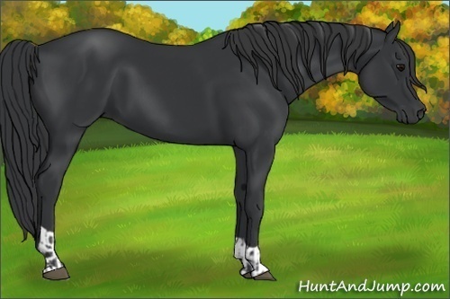 Horse Color:Black  and Black 