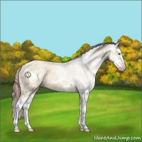 Horse Color:Brown Pearl Dun Sabino Splash Rabicano 
