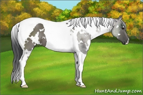 Horse Color:White Spotted Grullo Tobiano 