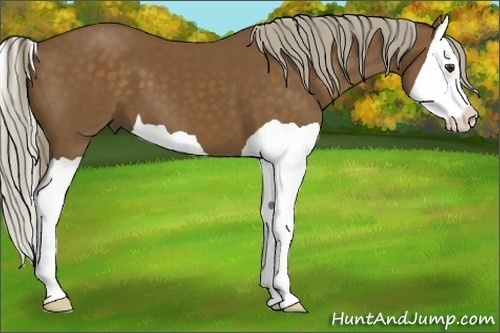 Horse Color:Chocolate Palomino Splash 
