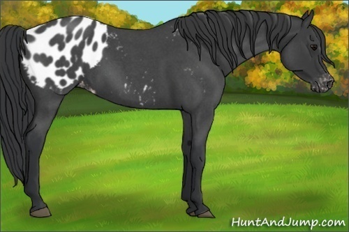 Horse Color:Blue Roan Sabino Appaloosa 