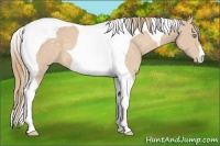 Horse Color:Perlino Tobiano 