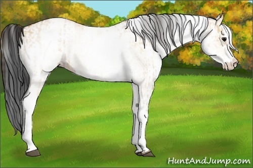 Horse Color:White Spotted Bay Dun Rabicano and White Spotted Bay Dun Rabicano