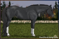 Horse Color:Black Tobiano Appaloosa Rabicano 
