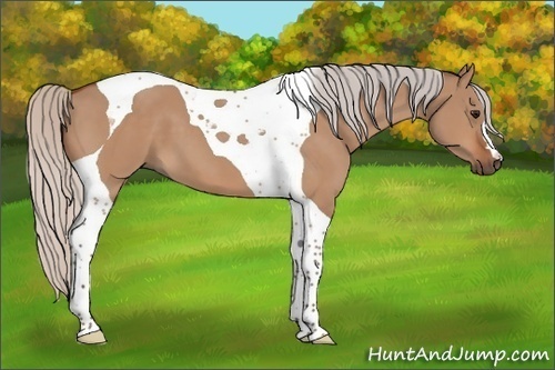 Horse Color:Silver Bay Dun Tobiano 