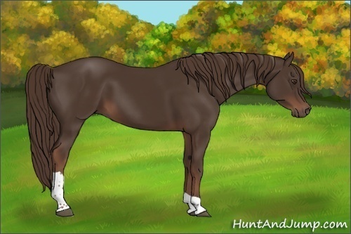 Horse Color:Liver Chestnut Tobiano 