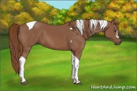 Horse Color:Chestnut Tobiano 