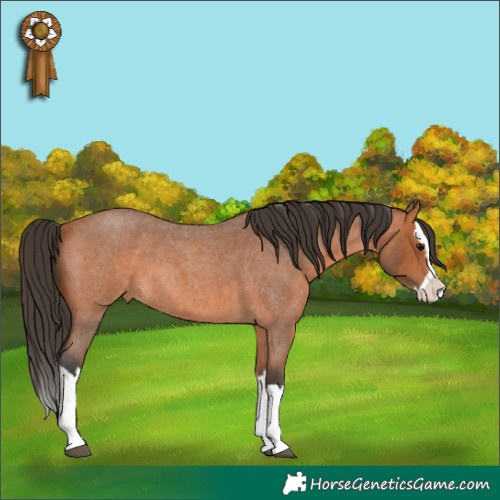 Horse Color:Bay Roan Splash 