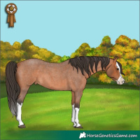 Horse Color:Bay Roan Splash 