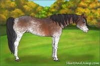 Horse Color:White Spotted Bay Tobiano
