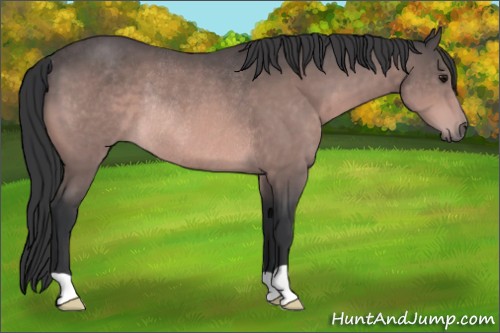 Horse Color:Platinum Bay Rabicano 