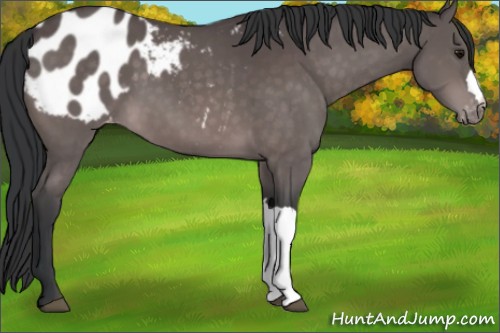 Horse Color:Platinum Bay Appaloosa 
