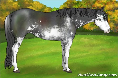 Horse Color:Black Sabino