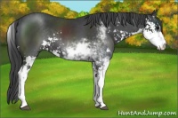 Horse Color:Black Sabino 
