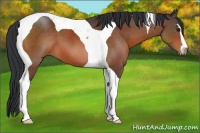 Horse Color:Brown Sabino Tobiano 