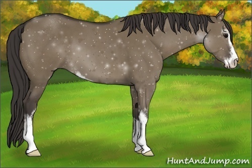 Horse Color:Smoky Grullo Sabino
