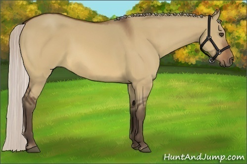 Horse Color:Silver Bay Dun