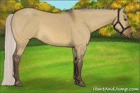 Horse Color:Silver Bay Dun 
