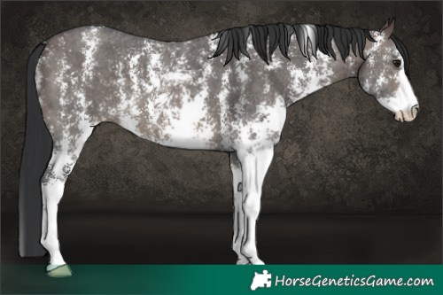 Horse Color:Brown Dun Sabino 