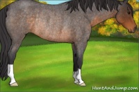 Horse Color:Buckskin Roan Rabicano