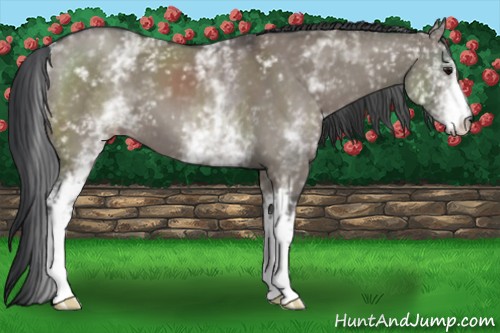 Horse Color:White Spotted Grullo 
