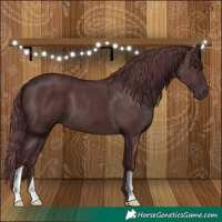 Horse Color:Chocolate Black