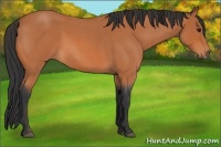 Horse Color:Bay Roan 