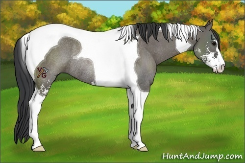 Horse Color:Grullo Sabino Tobiano Rabicano 