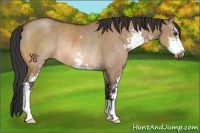 Horse Color:Bay Dun Sabino Rabicano 