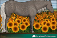 Horse Color:Silver Black 