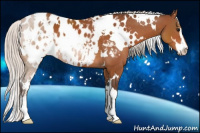 Horse Color:White Spotted Silver Bay Sabino Appaloosa