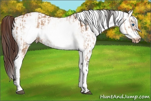 Horse Color:White Spotted Bay Dun Frame Rabicano  and White Spotted Bay Dun Frame Appaloosa Rabicano 