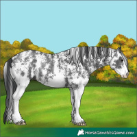 Horse Color:Black Sabino Rabicano 